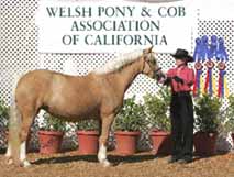 Talywern Legally Blonde