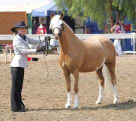 Talywern Legally Blonde