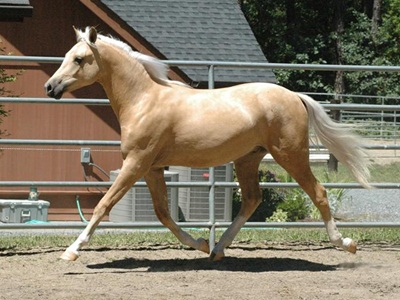 Posh Golden Opportunity