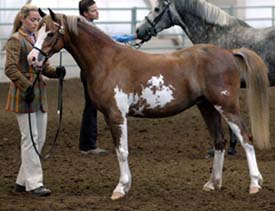 Posh Ponytail Express