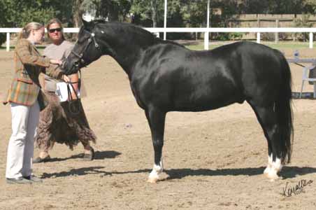 Hawkbourn Silhouette 