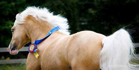 Winterlake Tristan  Photo Credit: STUDIO EQUUS